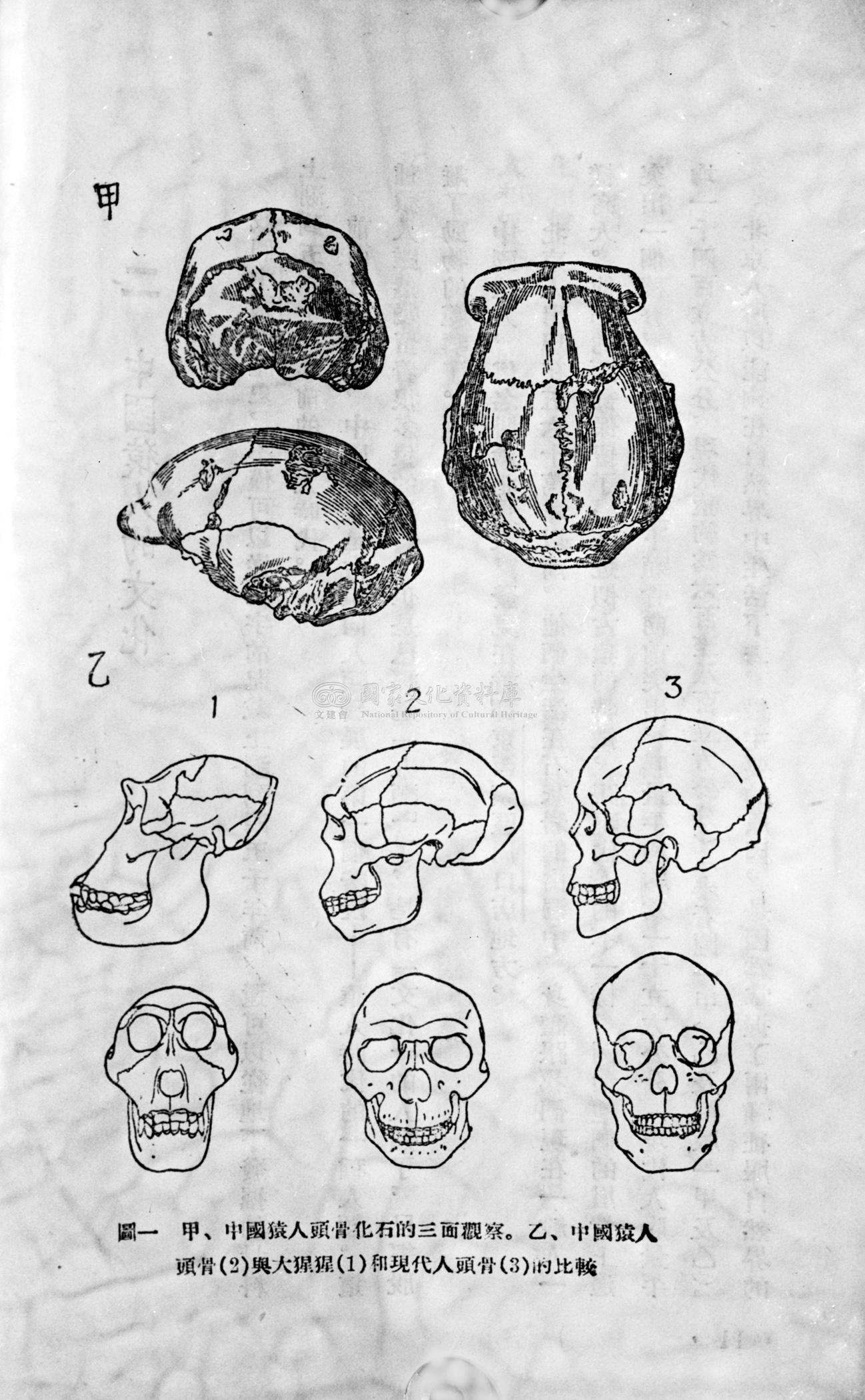 中國猿人頭骨化石的觀察