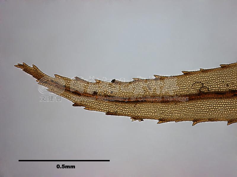跟Rhizogonium spiniforme (Hedw.) Bruch. 刺葉檜苔有關的相片，第3張