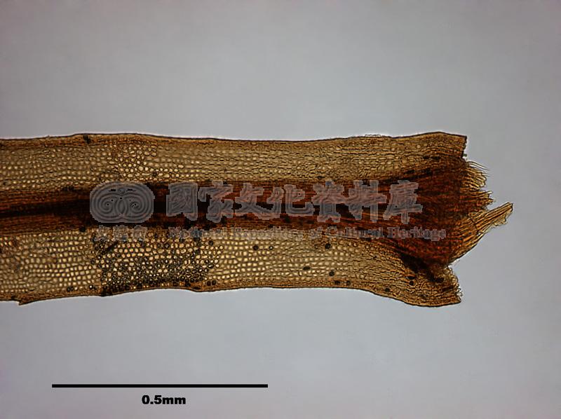跟Rhizogonium spiniforme (Hedw.) Bruch. 刺葉檜苔有關的相片，第2張