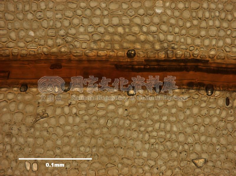 跟Rhizogonium spiniforme (Hedw.) Bruch. 刺葉檜苔有關的相片，第1張