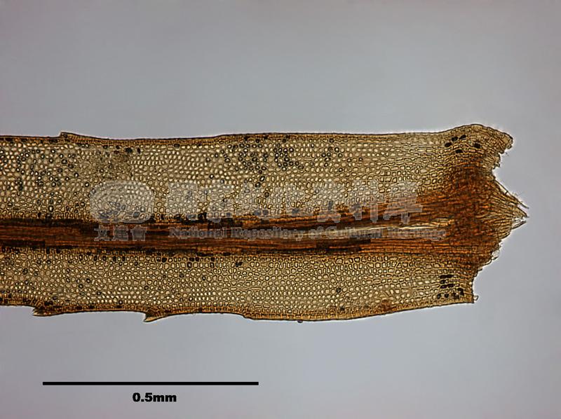 跟Rhizogonium spiniforme (Hedw.) Bruch. 刺葉檜苔有關的相片，第2張