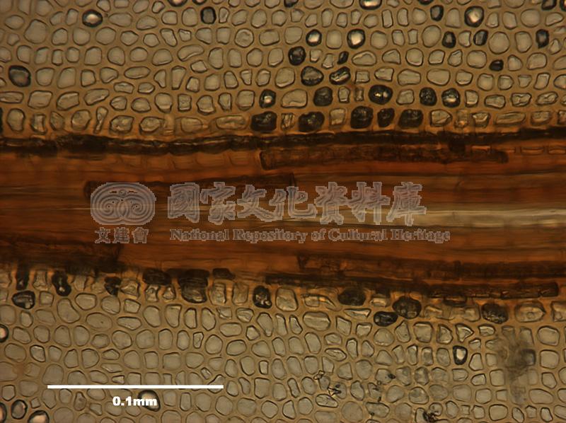 跟Rhizogonium spiniforme (Hedw.) Bruch. 刺葉檜苔有關的相片，第1張