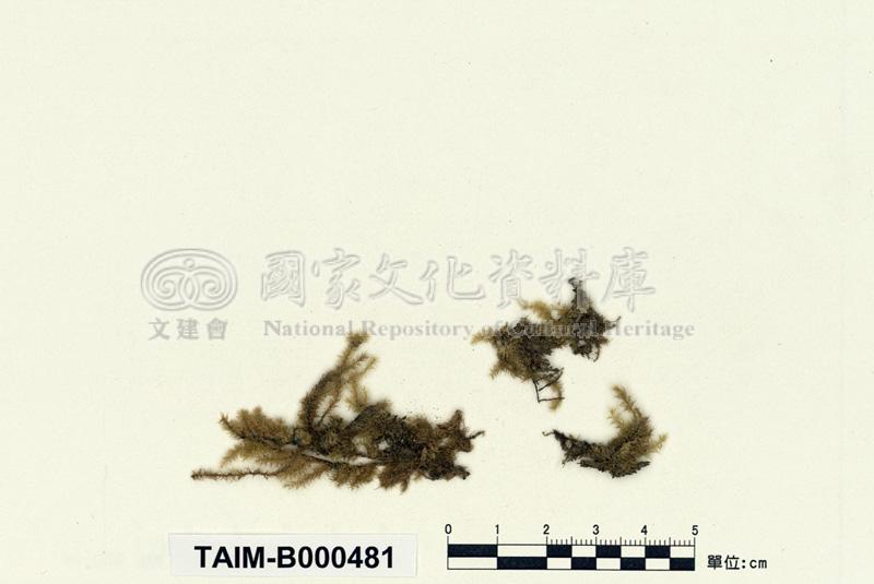跟Aerobryopsis longissima (Doz. et Molk.) Fleisch. 灰氣苔有關的相片，共7張