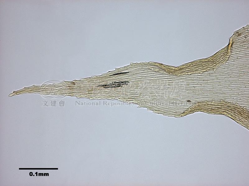 跟Aerobryopsis longissima (Doz. et Molk.) Fleisch. 灰氣苔有關的相片，第5張