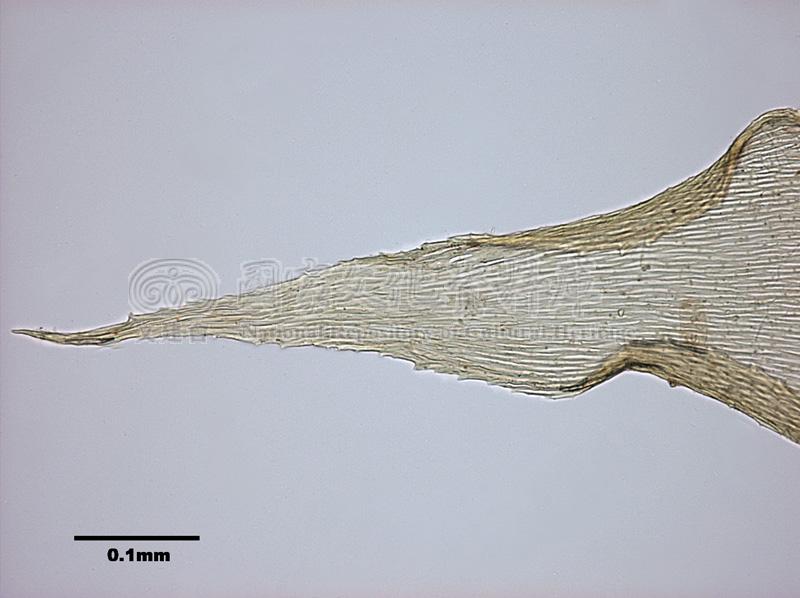 跟Aerobryopsis longissima (Doz. et Molk.) Fleisch. 灰氣苔有關的相片，第4張