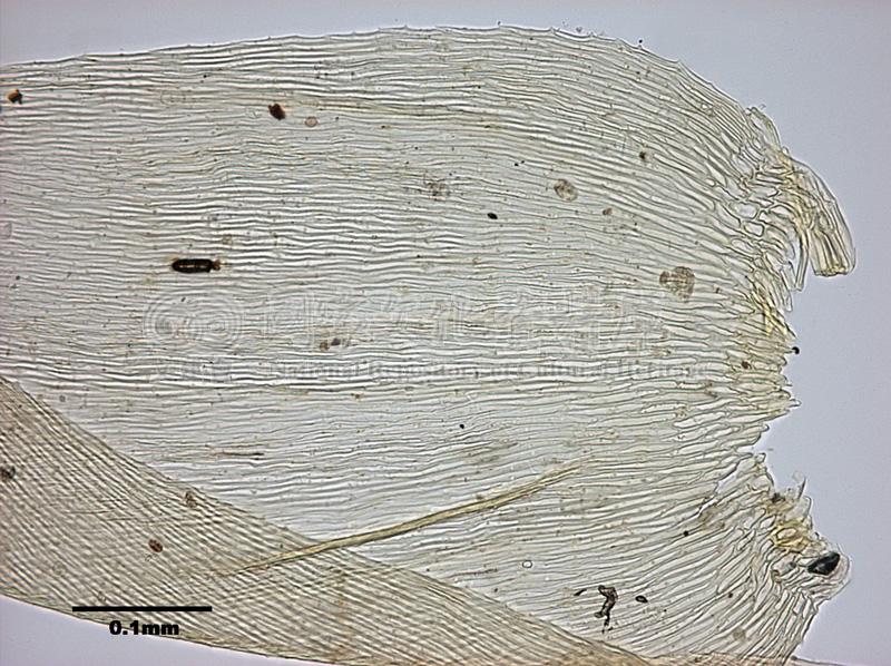 跟Aerobryopsis longissima (Doz. et Molk.) Fleisch. 灰氣苔有關的相片，第3張