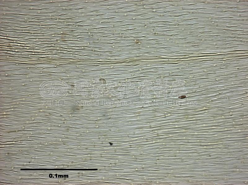 跟Aerobryopsis longissima (Doz. et Molk.) Fleisch. 灰氣苔有關的相片，第1張