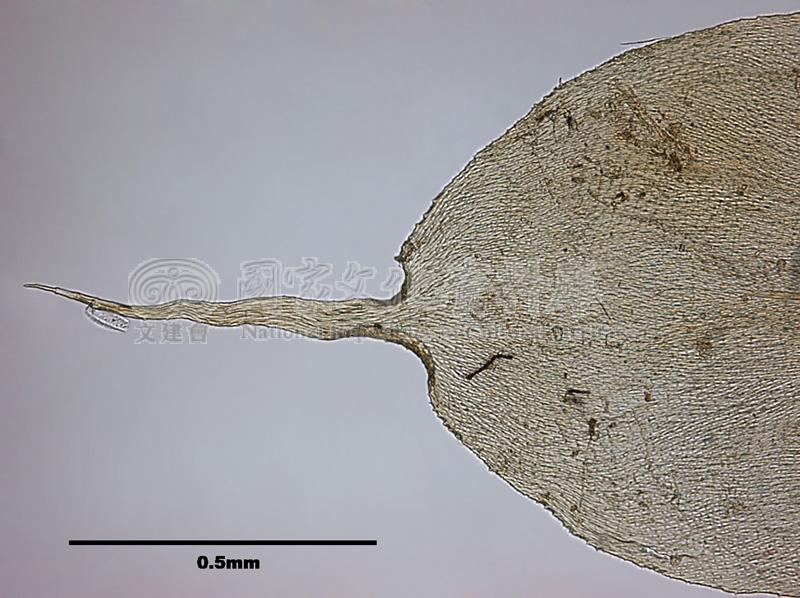 跟Meteorium papillarioides Nog. 細枝蔓苔有關的相片，第5張
