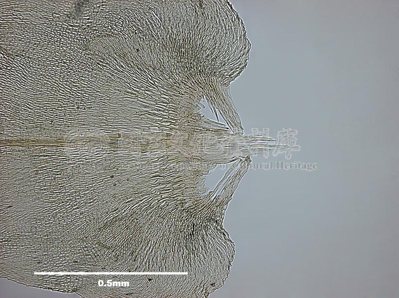 跟Meteorium papillarioides Nog. 細枝蔓苔有關的相片，第4張
