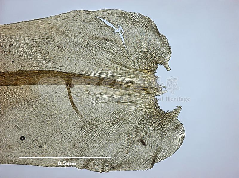 跟Meteorium papillarioides Nog. 細枝蔓苔有關的相片，第3張