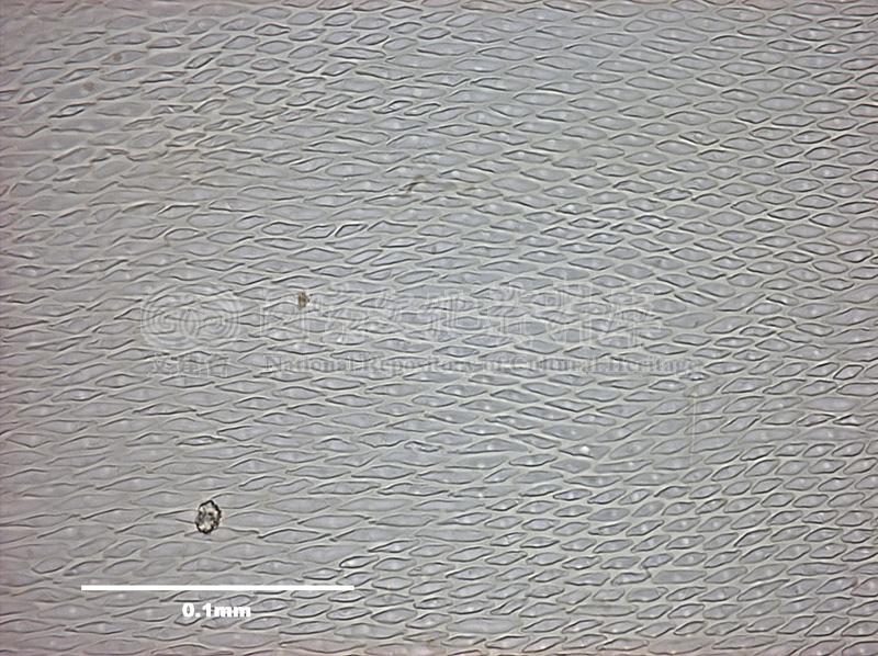 跟Meteorium papillarioides Nog. 細枝蔓苔有關的相片，第1張