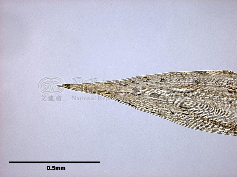 跟Leucodon sapporensis Besch. 白齒苔屬有關的相片，第6張