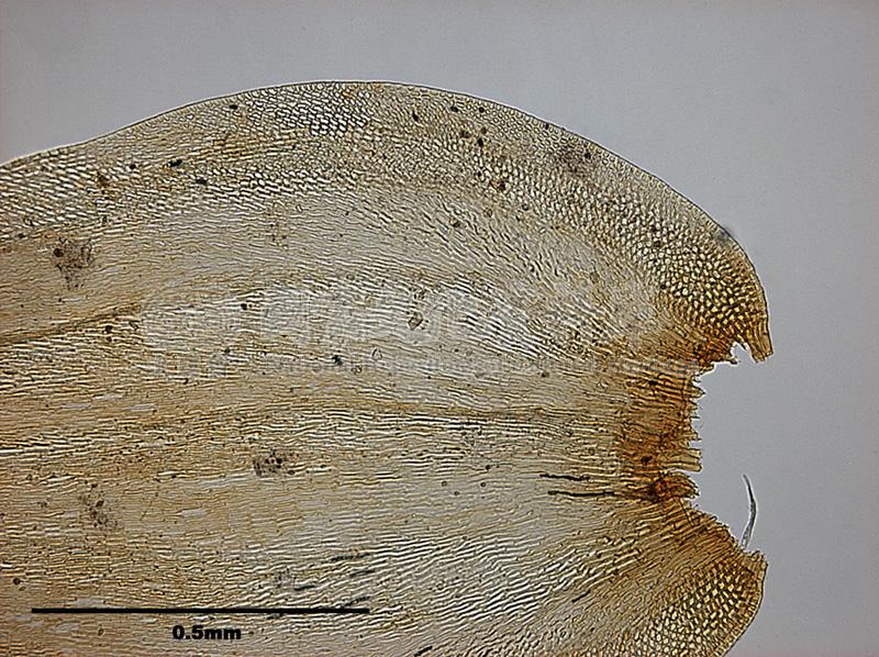 跟Leucodon sapporensis Besch. 白齒苔屬有關的相片，第5張