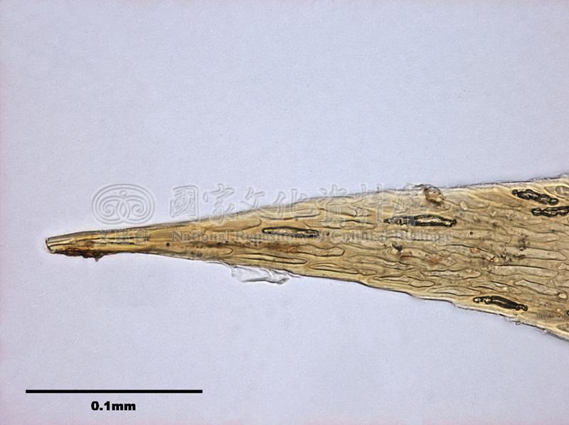 跟Leucodon sapporensis Besch. 白齒苔屬有關的相片，第3張