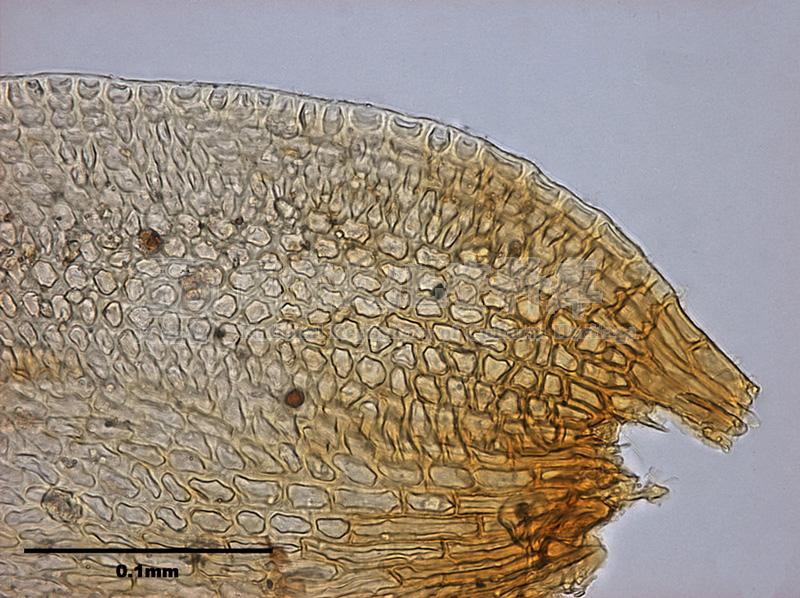 跟Leucodon sapporensis Besch. 白齒苔屬有關的相片，第2張