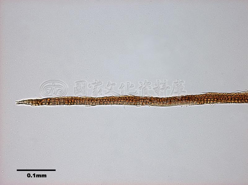 跟Leucoloma molle (C. Muell.) Mitt. 柔葉白錦苔有關的相片，第6張