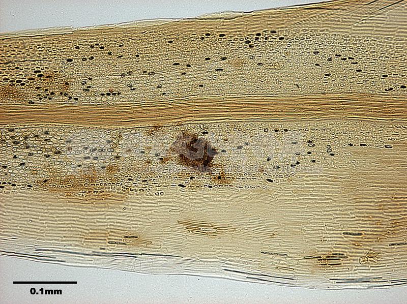 跟Leucoloma molle (C. Muell.) Mitt. 柔葉白錦苔有關的相片，第4張