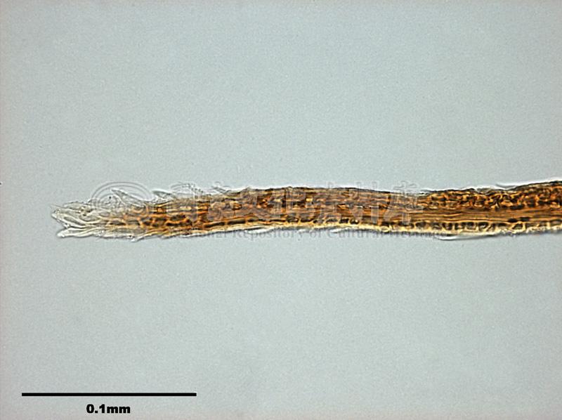 跟Leucoloma molle (C. Muell.) Mitt. 柔葉白錦苔有關的相片，第3張