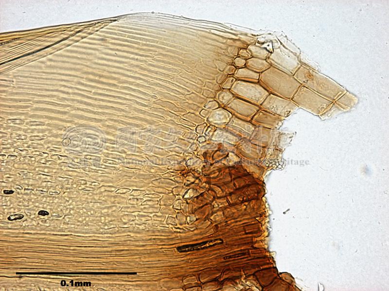 跟Leucoloma molle (C. Muell.) Mitt. 柔葉白錦苔有關的相片，第2張