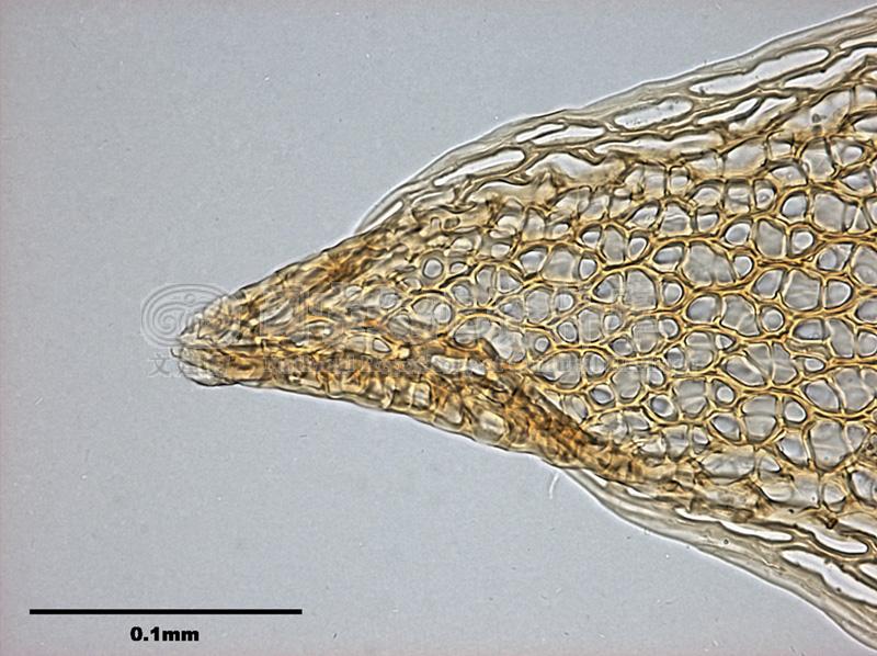跟Sphagnum teres (Schimp.) Aongstr. 細葉泥炭苔有關的相片，第3張