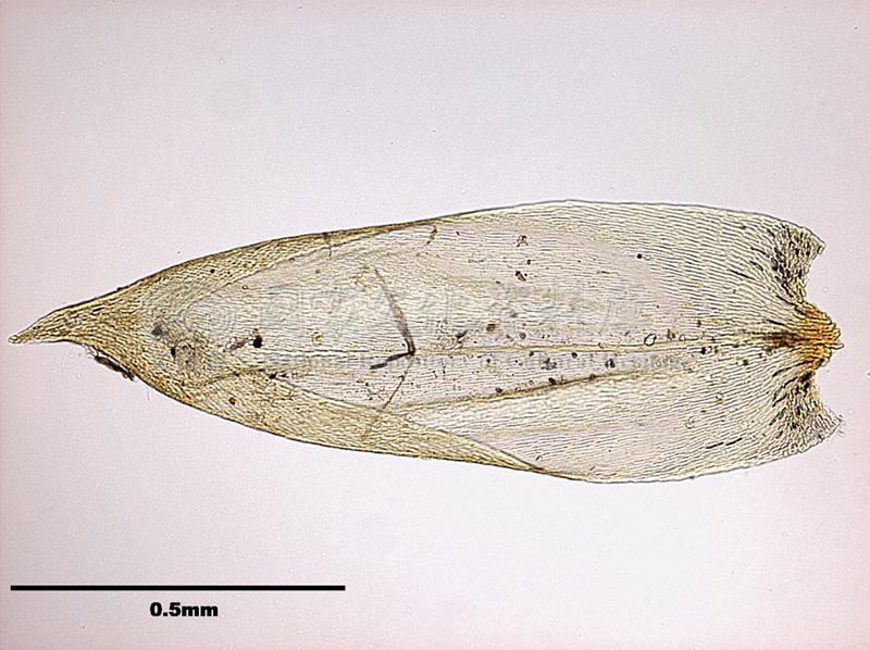 跟Orthostichopsis tetragona (Hedw.) Broth. 穗葉苔有關的相片，第7張