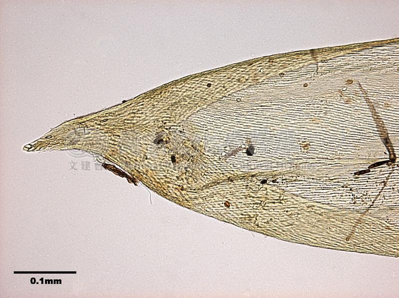跟Orthostichopsis tetragona (Hedw.) Broth. 穗葉苔有關的相片，第6張