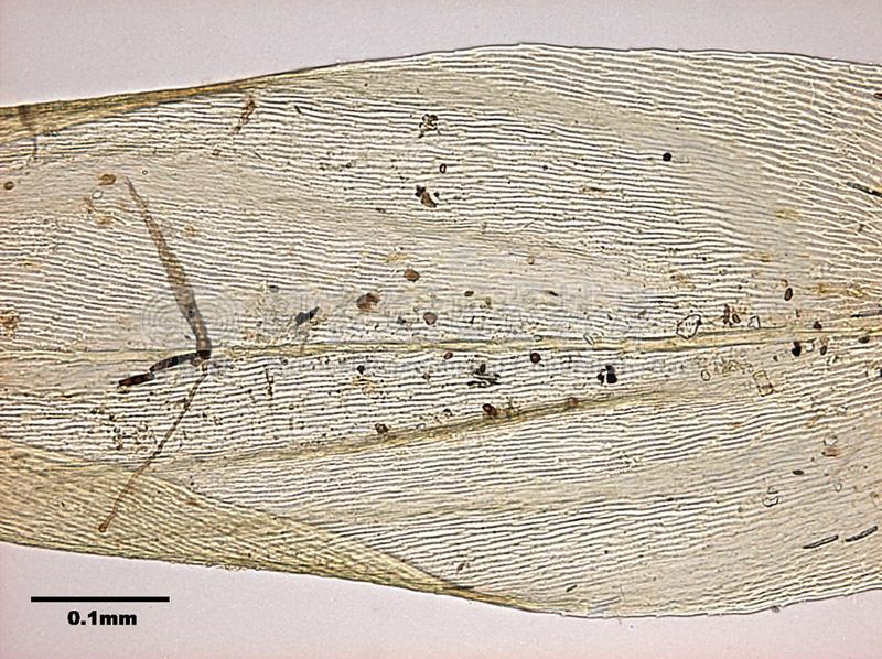 跟Orthostichopsis tetragona (Hedw.) Broth. 穗葉苔有關的相片，第4張