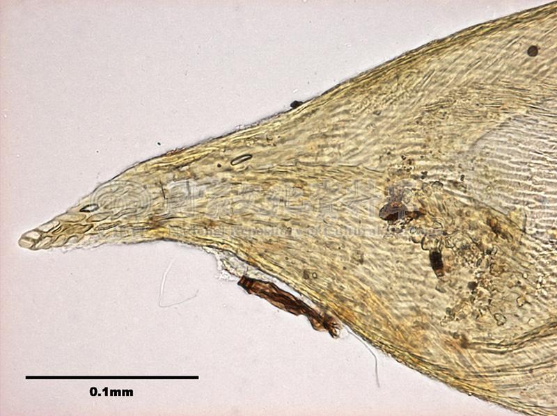 跟Orthostichopsis tetragona (Hedw.) Broth. 穗葉苔有關的相片，第3張
