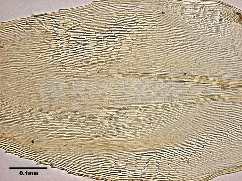 跟Gollania ruginosa (Mitt.) Broth. 皺葉粗枝苔有關的相片，第4張