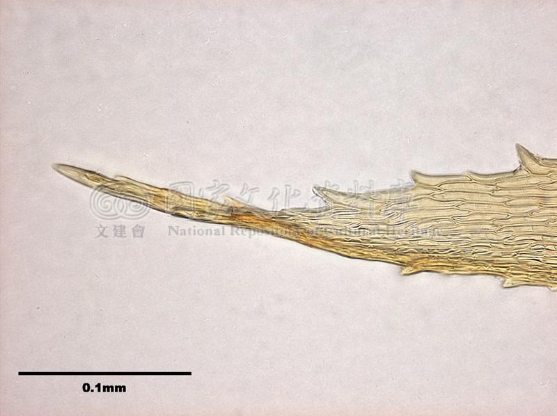 跟Gollania ruginosa (Mitt.) Broth. 皺葉粗枝苔有關的相片，第3張