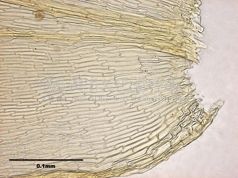 跟Gollania ruginosa (Mitt.) Broth. 皺葉粗枝苔有關的相片，第2張